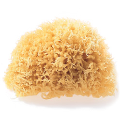 �iEverose �R�ܻT�j �ѵM����(�j)